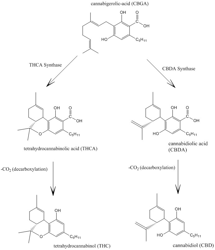 Gràcies a l'acció de les sintases, el CBGA produeix THCA i CBDA. En perdre un grup carboxil (CO2), aquests es transformen en THC i CBD
