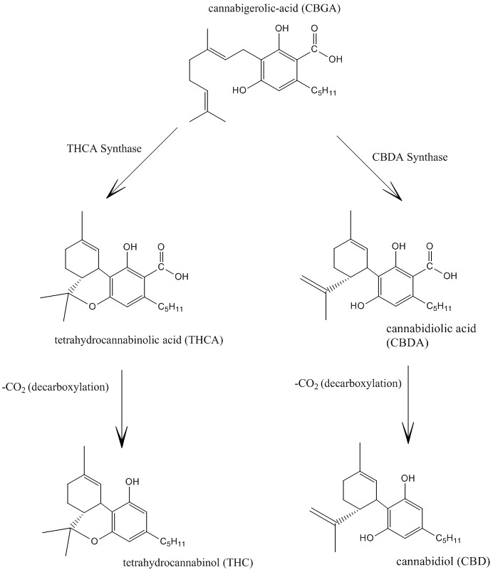 Thanks to the action of synthases, CBGA produces THCA and CBDA. By losing a carboxyl group (CO2), they are transformed into THC and CBD