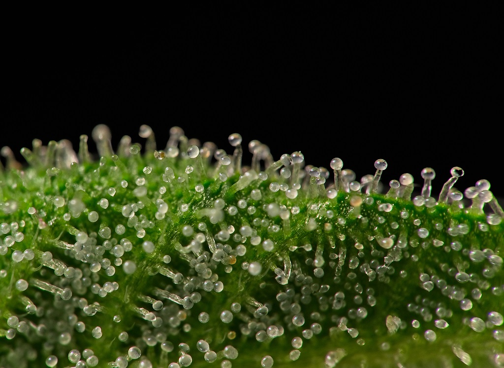 In this image you can see a large number of glandular trichomes on a leaf, most of them with milky colored heads.