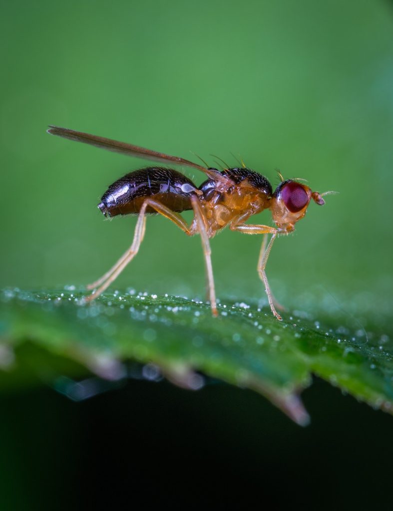 A pequena vespa Aphidius Colemani é um predador natural de afídeos