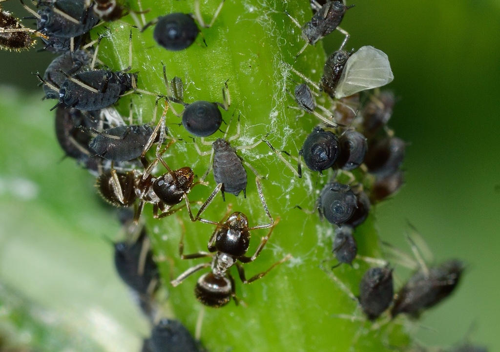 Aphids and ants exist symbiotically and benefit each other