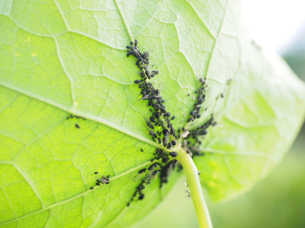 Aphids are usually found on the underside of leaves and on stems, forming colonies.