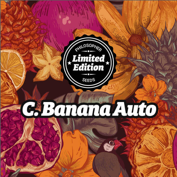 La versión auto de C. Banana de Philosopher Seeds conserva lo mejor de la versión fotodependiente pero en formato automático