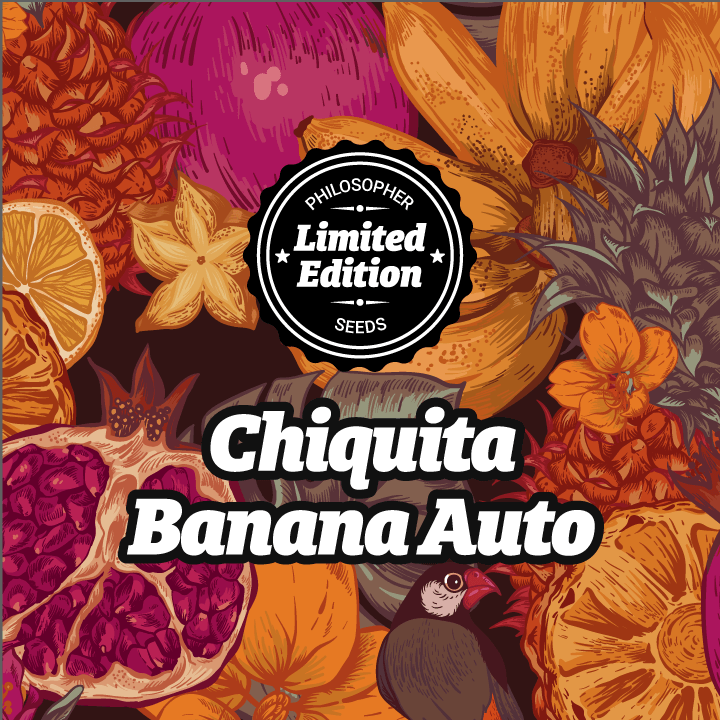 La versión auto de Chiquita Banana de Philosopher Seeds conserva lo mejor de la versión fotodependiente pero en formato automático