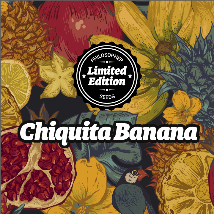 Chiquita Banana ha sido un gran éxito de Philosopher Seeds en esta temporada