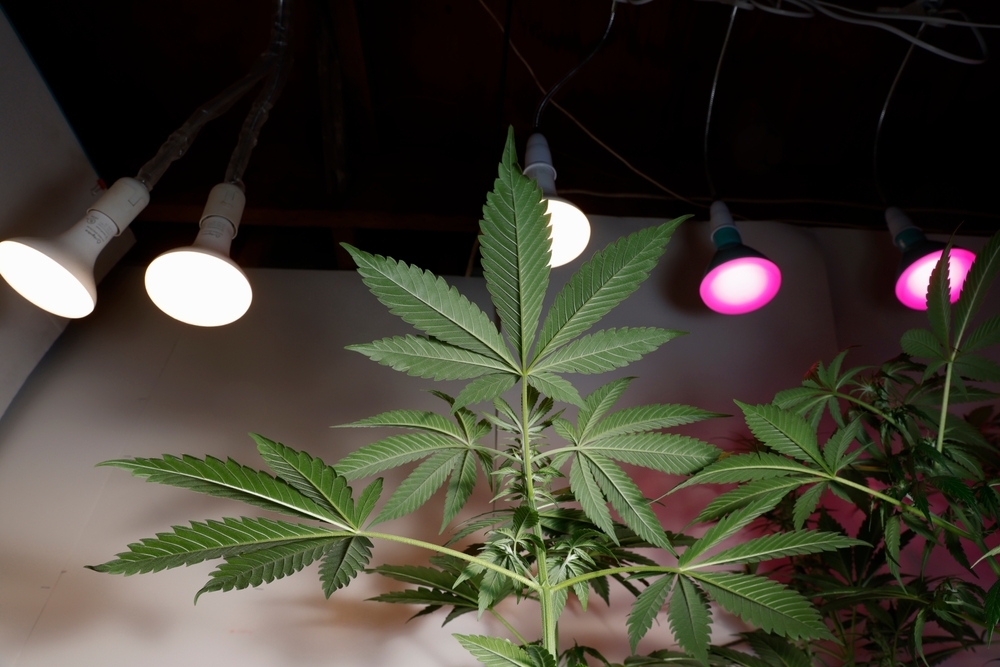 El color de la iluminación es muy importante