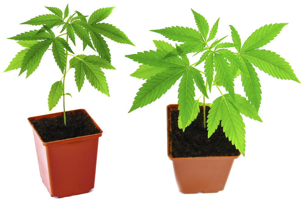 plantas autoflorecientes en maceta/semillero