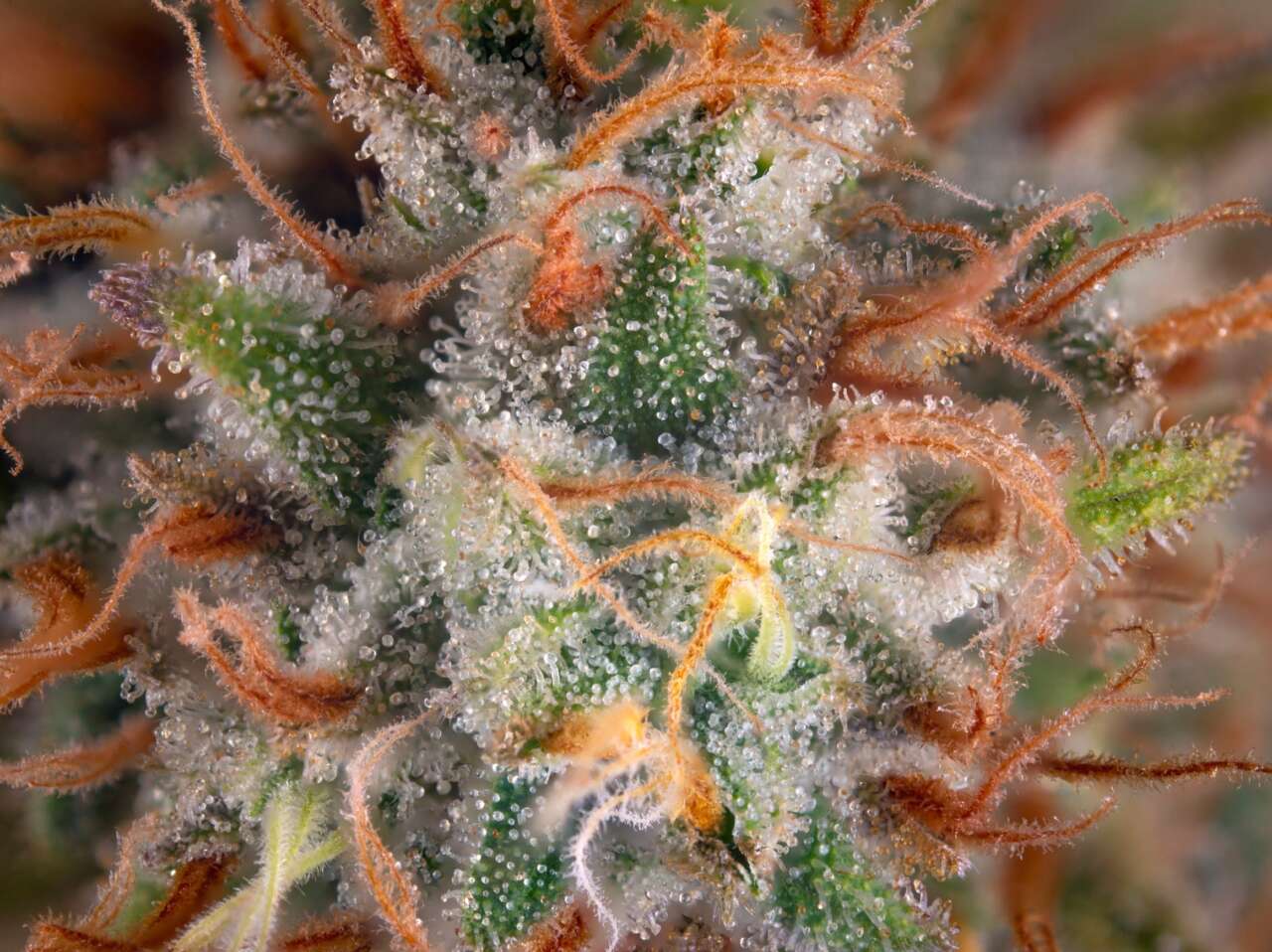 La resina de la planta de cannabis no contiene solo THC. Fuente: revista THC