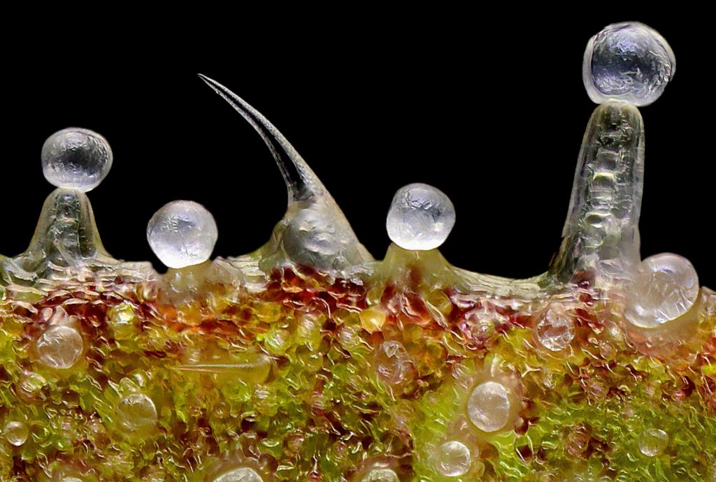 Es importante conocer la composición de la resina de cannabis, ya que esto condicionará nuestra experiencia. Fuente: revista THC