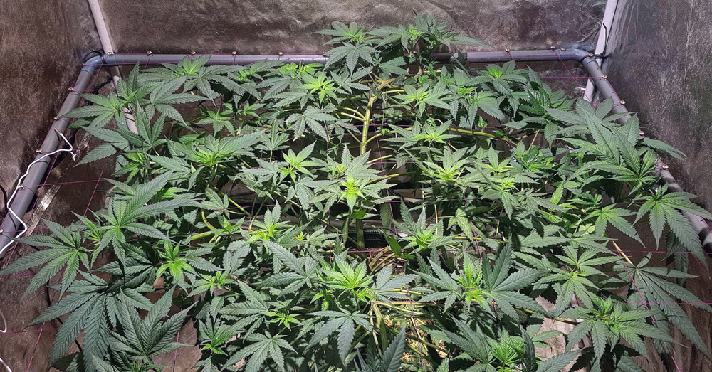 Con el super cropping igualamos la altura de las plantas del cultivo