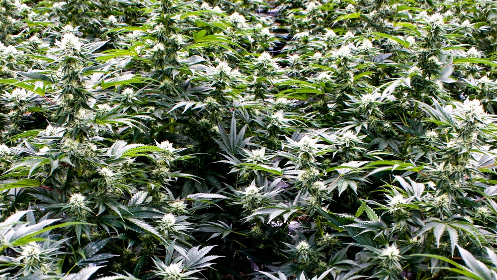 La técnica del super cropping nos ayudara a crear un buen dosel de floración