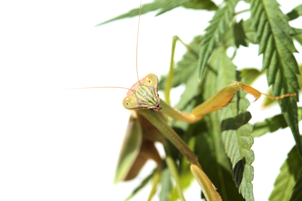 El cultivo ecologico nos garantiza una gran biodiversidad