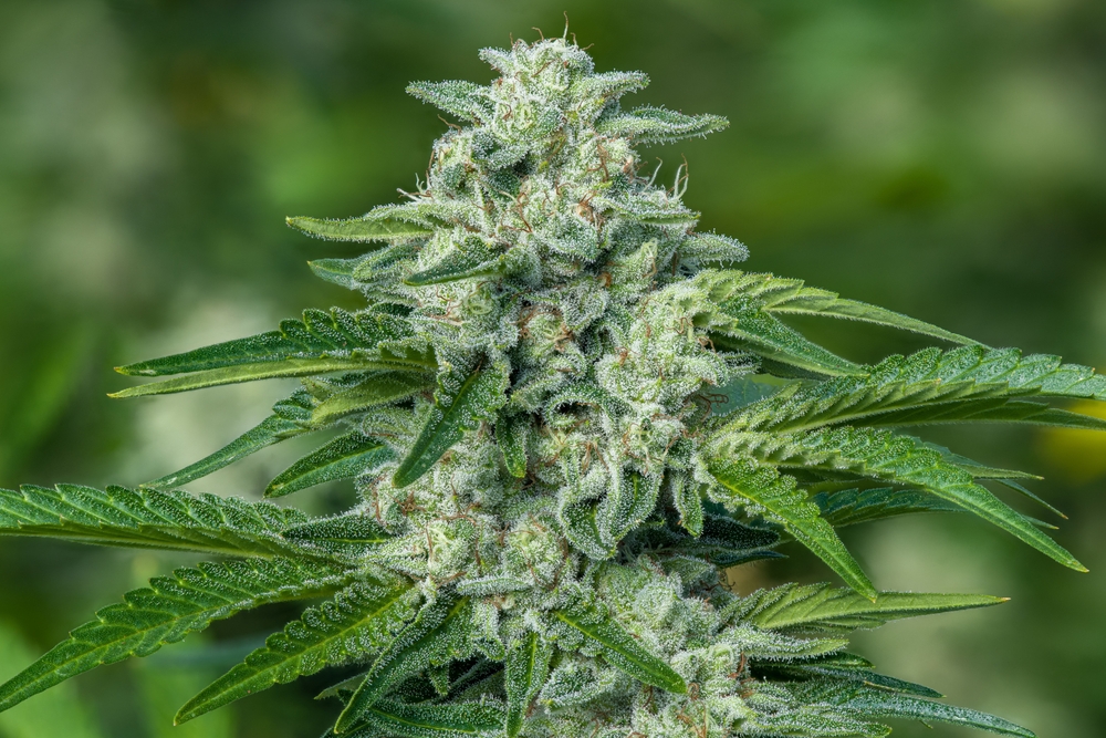 El cultivo ecologico nos garantiza una gran biodiversidad