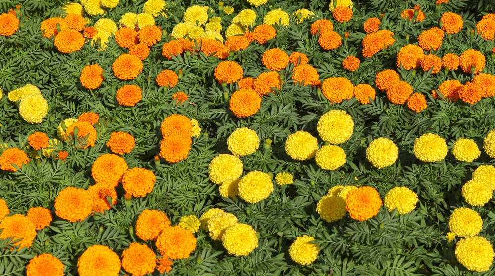 uso-plantas-companeras-cannabis