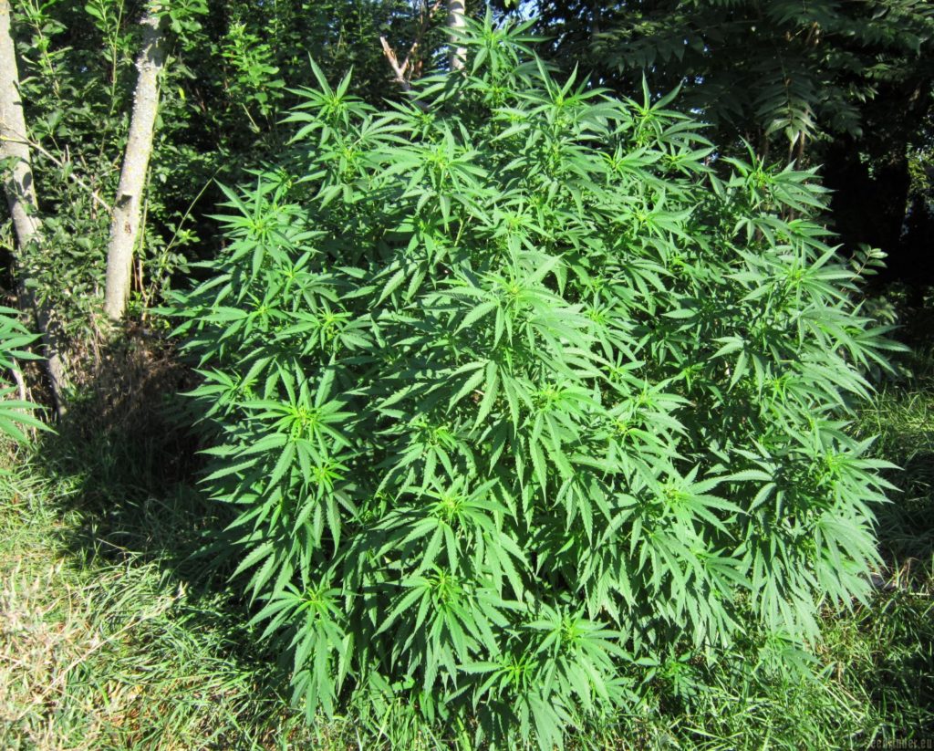 Cannabisanbau und nützliche Pilze