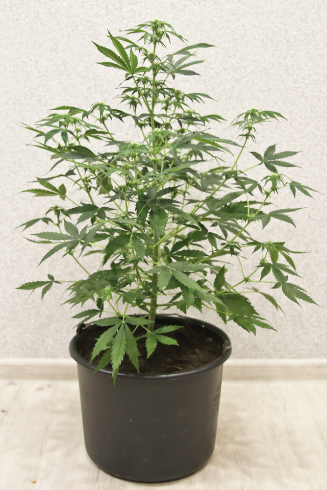 Nuestro objetivo final es obtener plantas libres de plagas