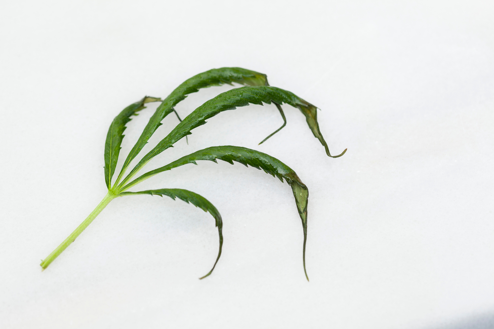 La formació de fulles en garra és un clar símptoma d'excés de nitrogen.