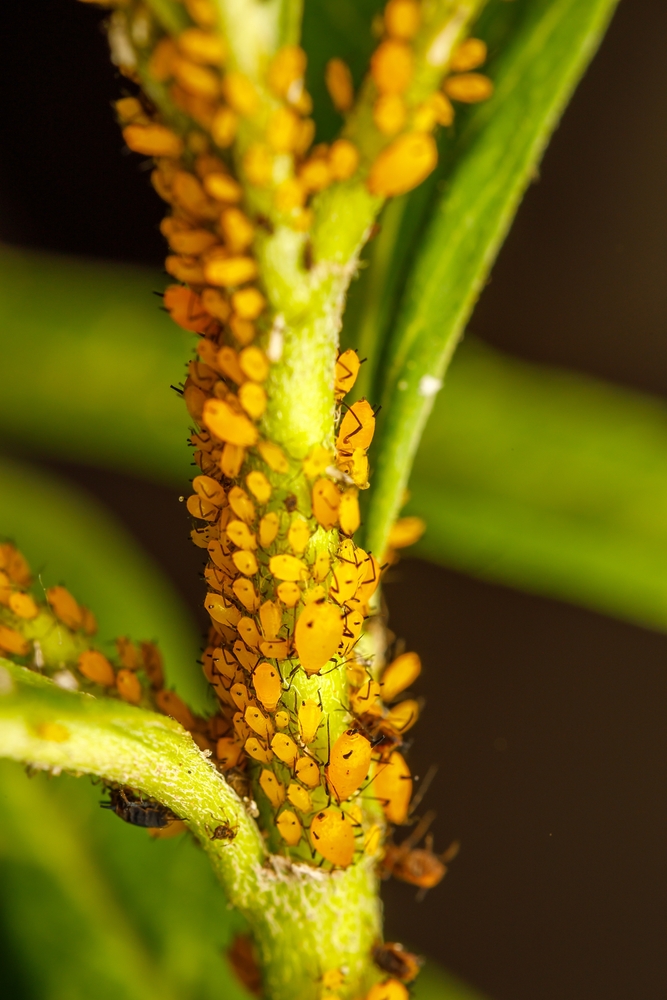El pulgón, no es demasiado habitual en los cultivos de marihuana pero en caso de infección es devastador