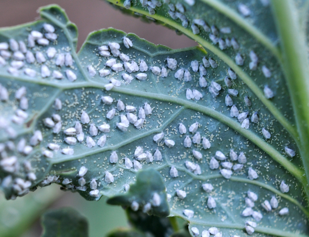 La mosca blanca suele darse en espacios húmedos y poco iluminados