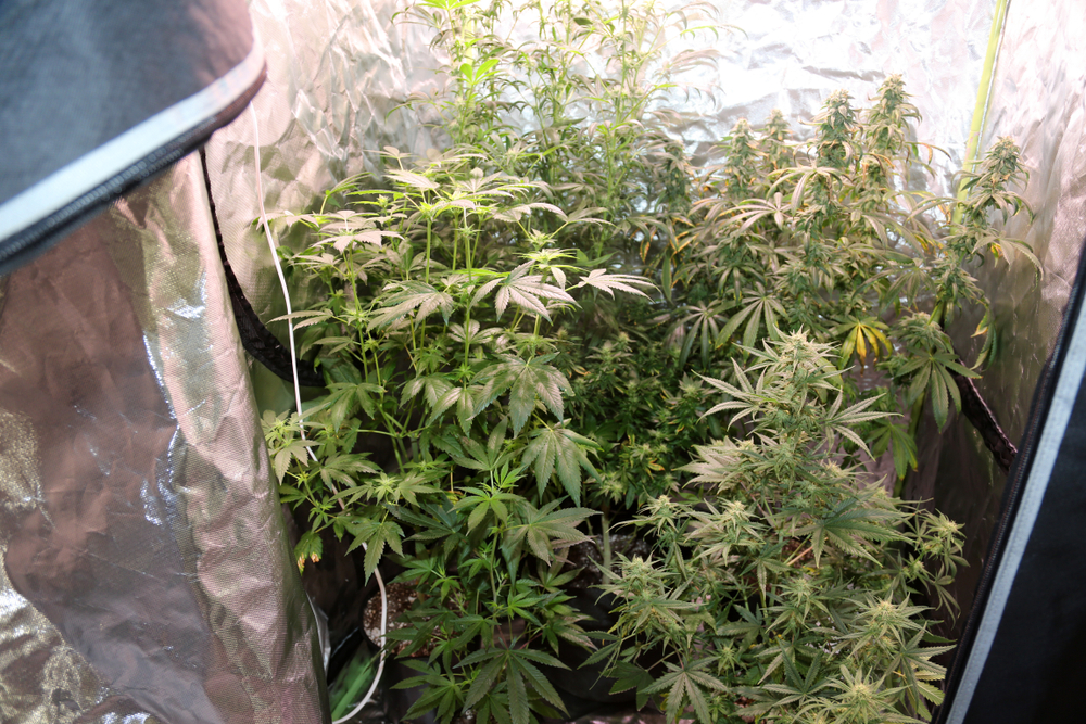 eficiencia-energetica-cultivo-cannabis