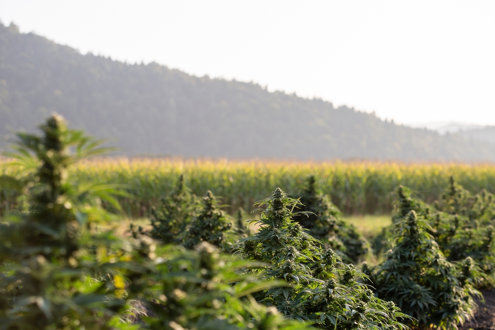 Sin duda el cultivo en exterior es la mejor opción energética