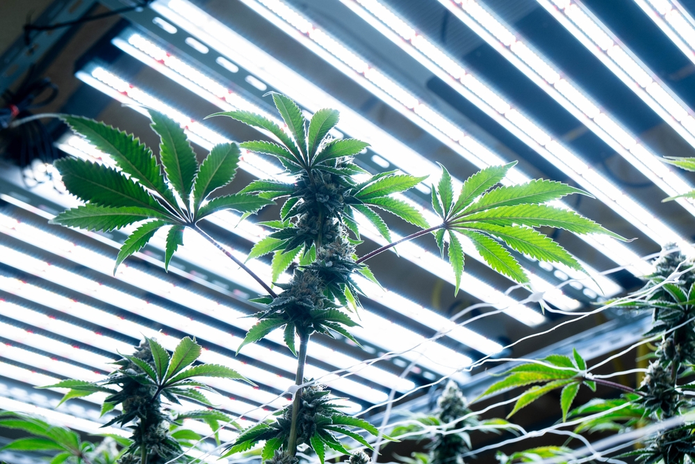 El cultivo bajo led mejora la relación consumo/cosecha.