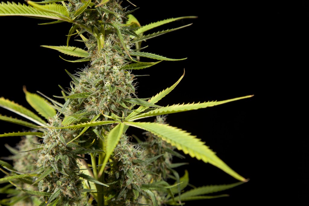 каннабис сатива. канабис индор стелс. индика сатива. фото сативы. травка сатива.