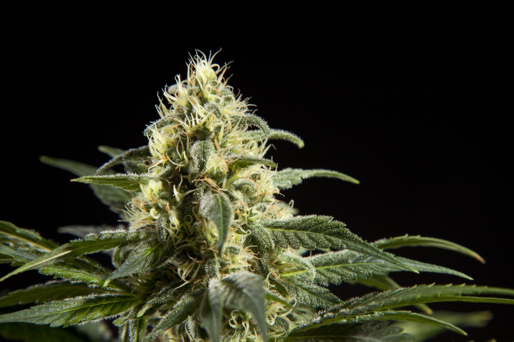 Black Bomb, una varietat índica de Philosopher Seeds