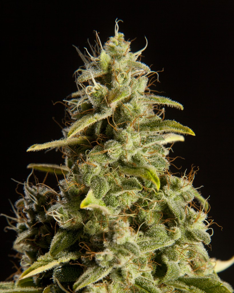 Orange Candy produces huge frosty trichomes