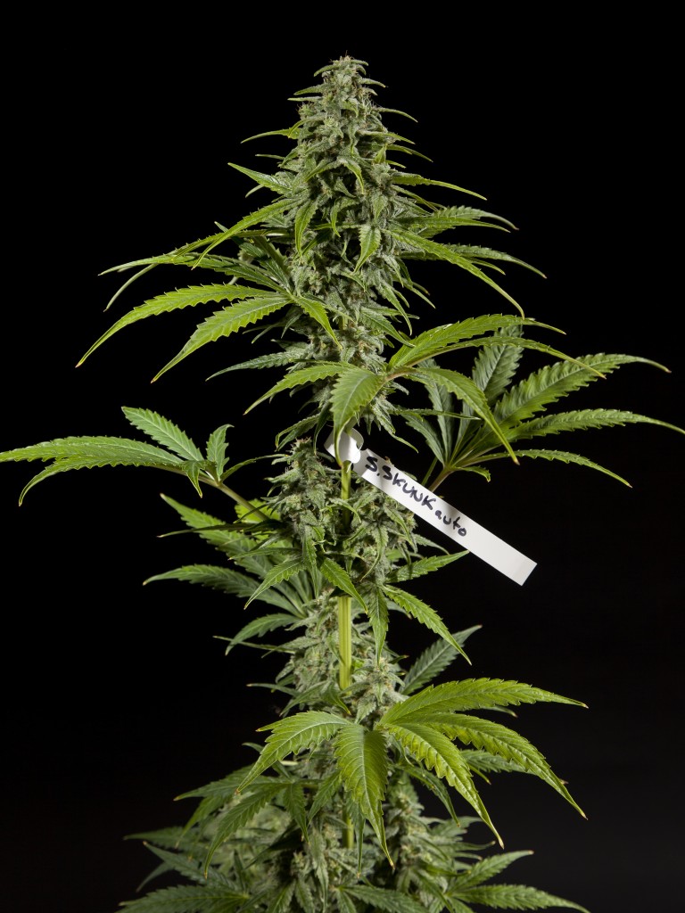 Skunk autoflowering strain from Philosopher Seeds