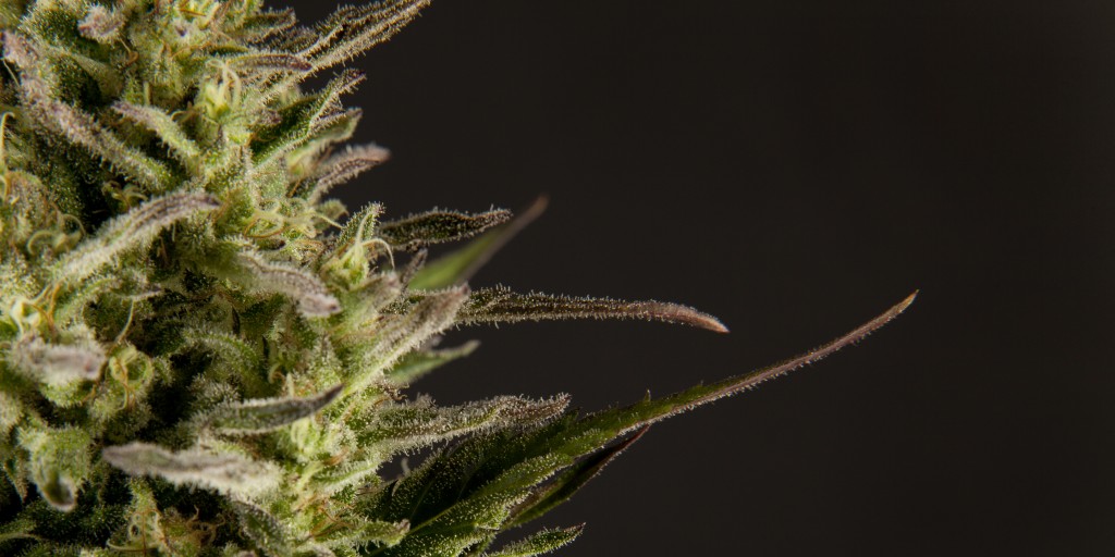 Detail of a Golo Line strain from Philosopher Seeds