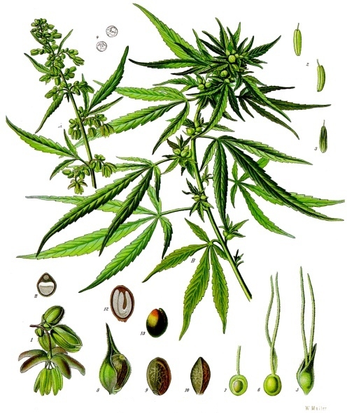 Cannabis_sativa_-_Köhler–s_Medizinal-Pflanzen-026