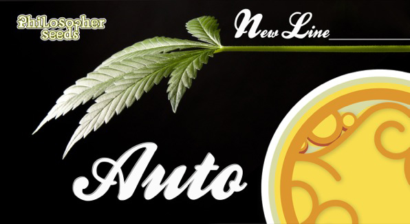 origen-semillas-auto-florecientes-por-philosopher-seeds