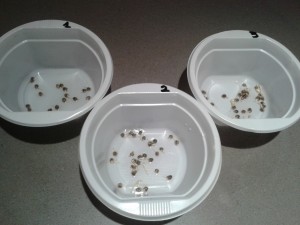 Semillas germinadas para el sistema de cultivo