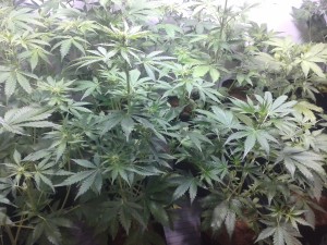 Cultivo de Auto Line comenzando la floración