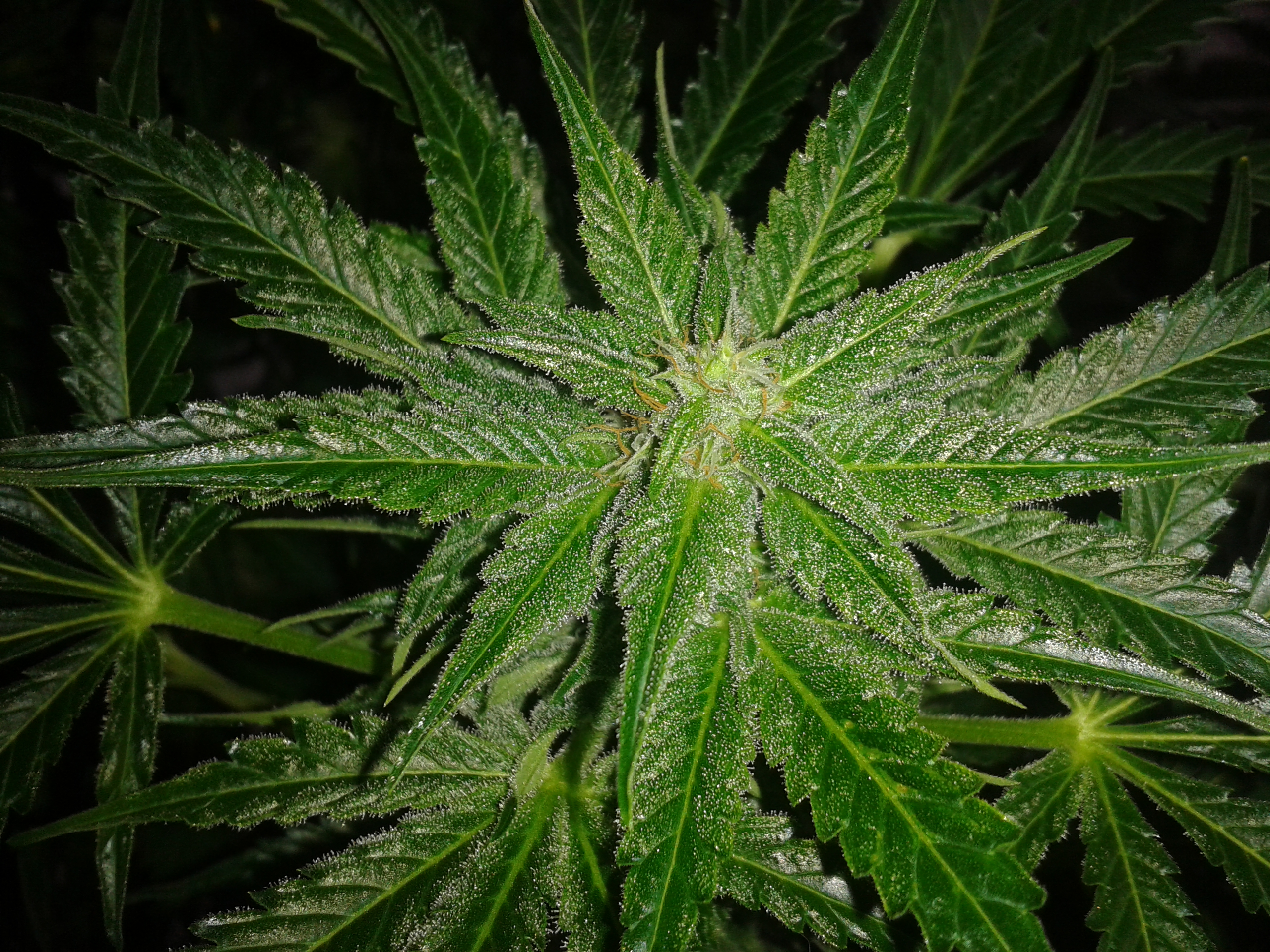 growing-autoflowering-strains