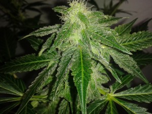 Fraggle Skunk Auto