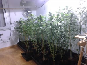 Cultivo en plena floración de las Auto Line de Philosopher seeds