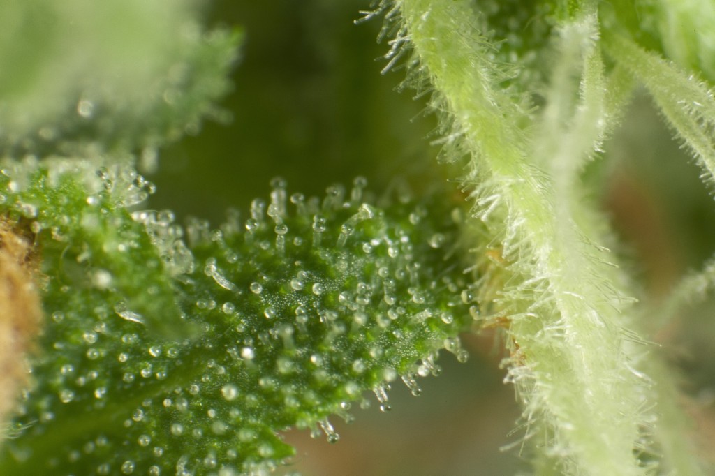 Detailed trichomes of Cheesy Auto