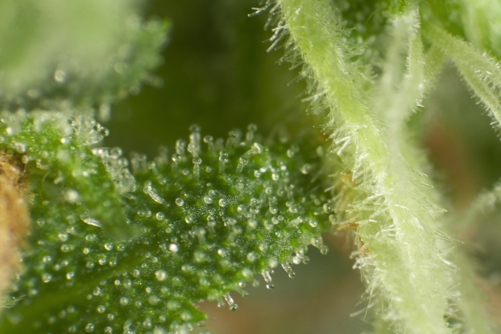 Trichomes Cheesy Auto