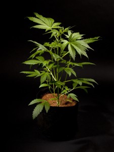 Growth Fraggle Skunk Auto
