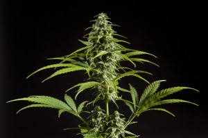 Bourgeon central de Fraggle Skunk