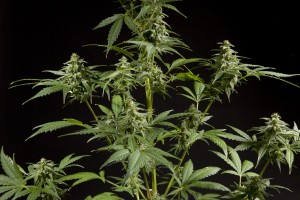 Intermediate flowers Fraggle  Skunk Auto