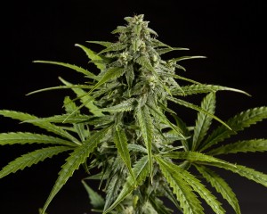 Flor central de Fraggle Skunk Auto