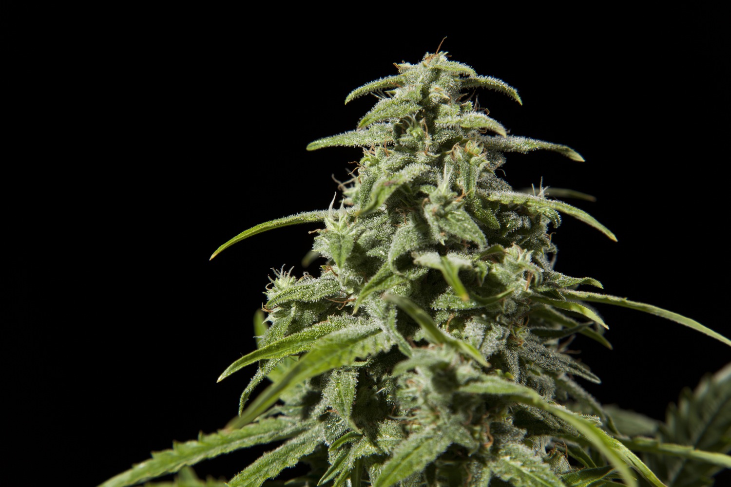 Historia de la marihuana Fraggle Skunk Auto