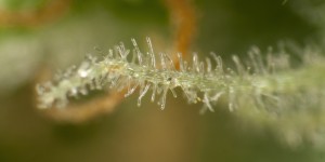 Trichomes de Fraggle Skunk