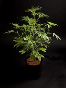 White Russian Auto ending its growth stage