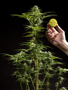 Una planta de marihuana molt potent