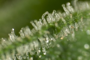 Close up view of trichomes