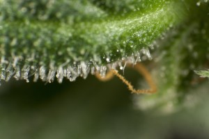 Trichomes de White Yoda